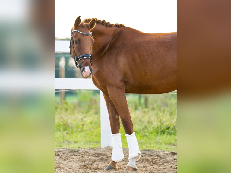 Hanoverian Mare 3 years 15,2 hh Chestnut in Kessenich