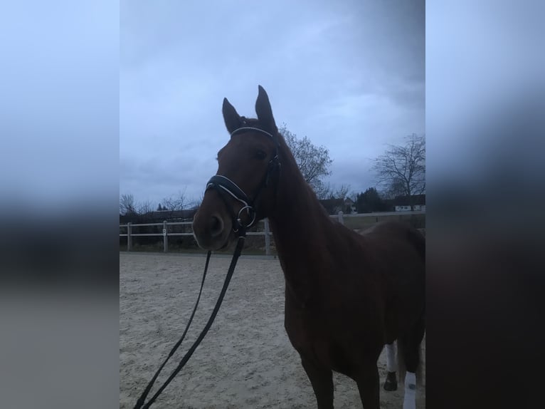 Hanoverian Mare 3 years 15,2 hh Chestnut-Red in Ettringen