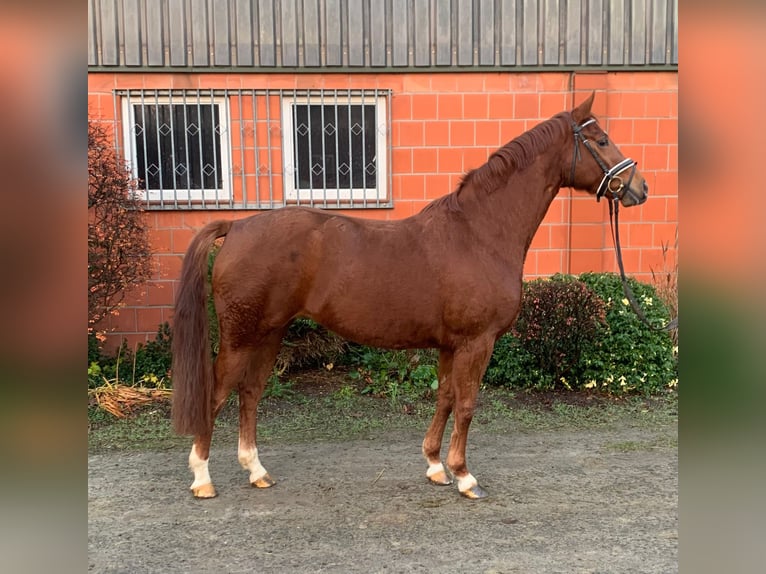 Hanoverian Mare 3 years 15,2 hh Chestnut-Red in Hepstedt