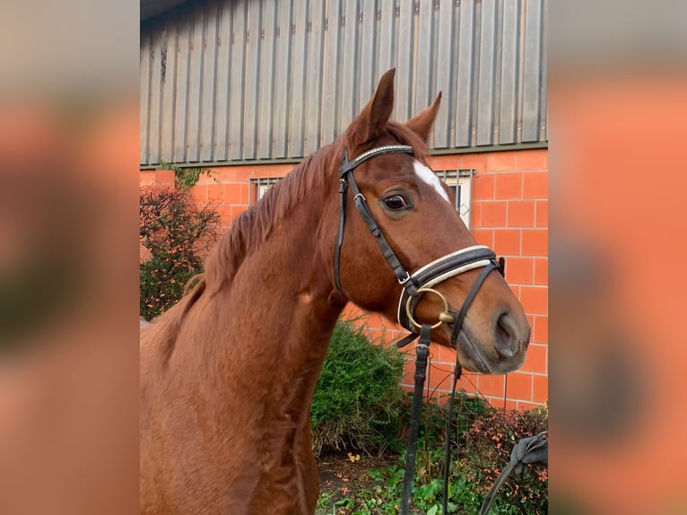 Hanoverian Mare 3 years 15,2 hh Chestnut-Red in Hepstedt