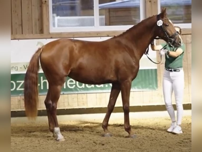 Hanoverian Mare 3 years 15,2 hh Chestnut-Red in Weil