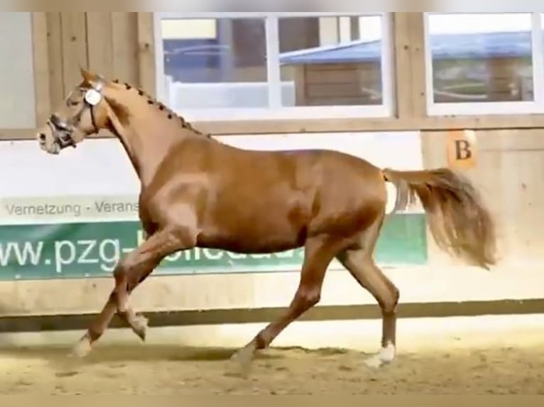 Hanoverian Mare 3 years 15,2 hh Chestnut-Red in Weil