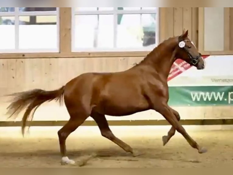 Hanoverian Mare 3 years 15,2 hh Chestnut-Red in Weil