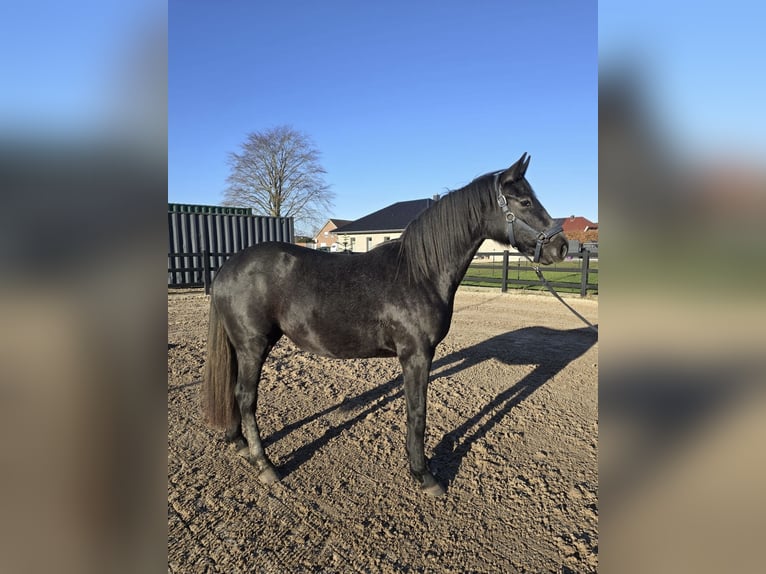 Hanoverian Mare 3 years 15.2 hh Grey-Dapple in Ostrhauderfehn