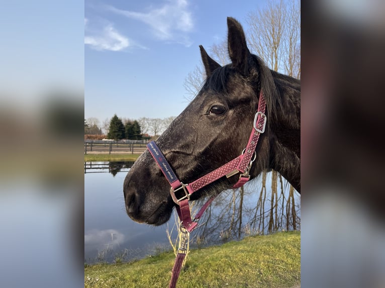 Hanoverian Mare 3 years 15.2 hh Grey-Dapple in Ostrhauderfehn