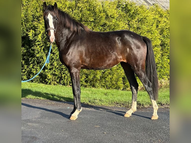 Hanoverian Mare 3 years 15.2 hh Smoky-Black in Vechta