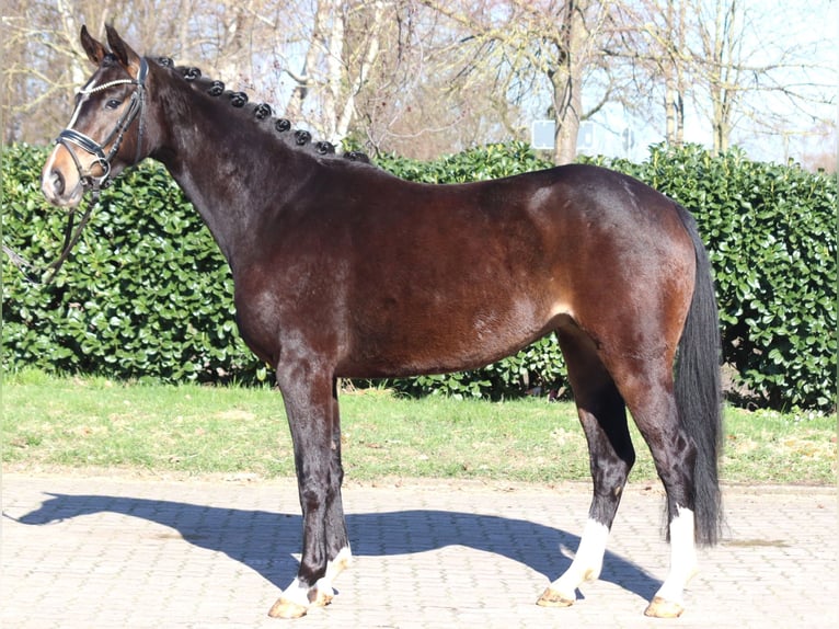 Hanoverian Mare 3 years 15.3 hh Bay-Dark in Selsingen