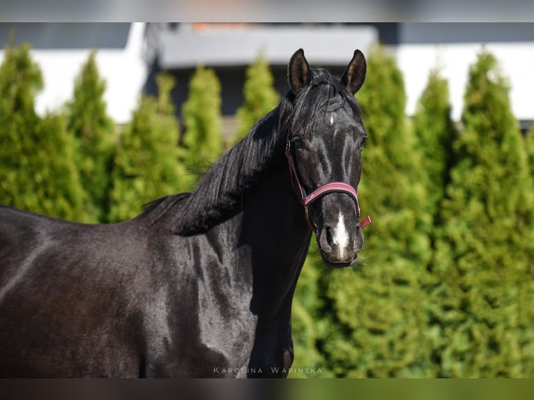 Hanoverian Mare 3 years 15,3 hh Black in Chwarstnica