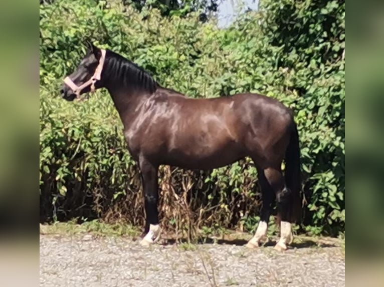 Hanoverian Mare 3 years 15,3 hh Black in Moers