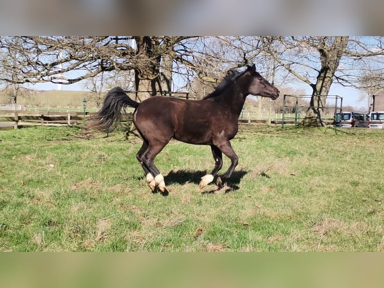 Hanoverian Mare 3 years 15,3 hh Black in Moers