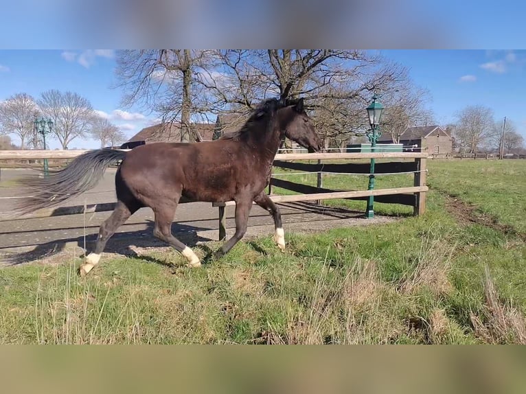Hanoverian Mare 3 years 15,3 hh Black in Moers