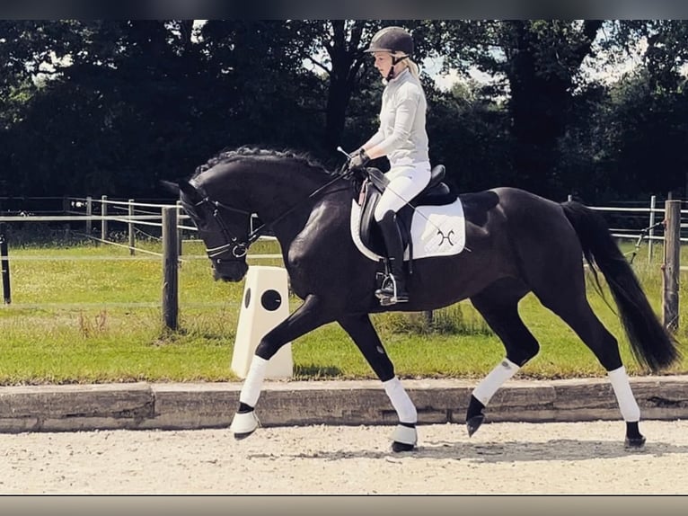 Hanoverian Mare 3 years 15,3 hh Black in Nordhorn
