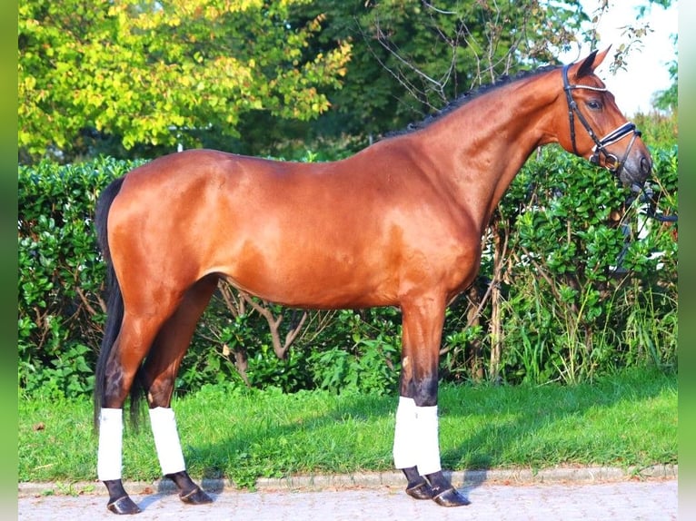 Hanoverian Mare 3 years 15,3 hh Brown in Selsingen