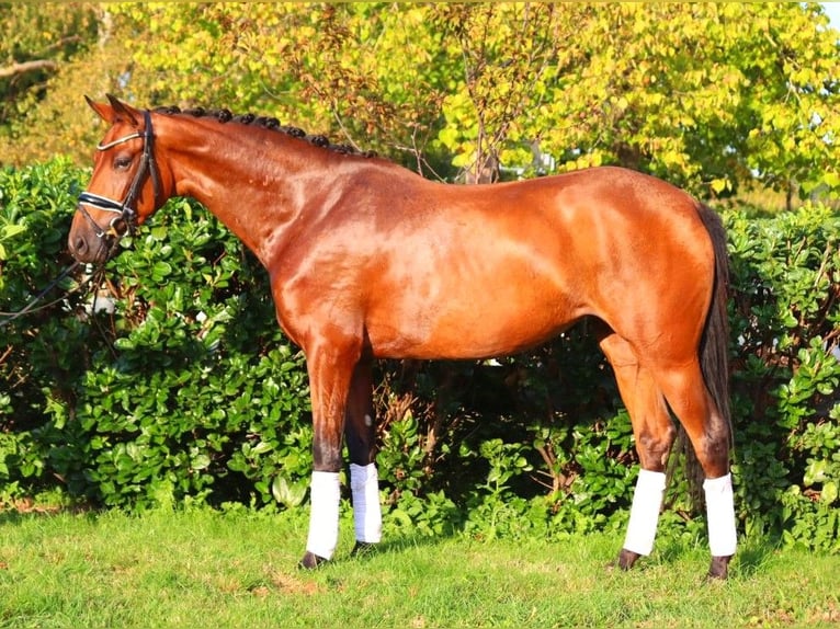 Hanoverian Mare 3 years 15,3 hh Brown in Selsingen