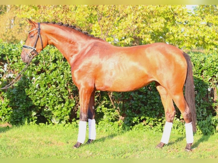 Hanoverian Mare 3 years 15,3 hh Brown in Selsingen