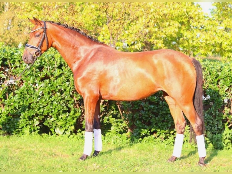 Hanoverian Mare 3 years 15,3 hh Brown in Selsingen