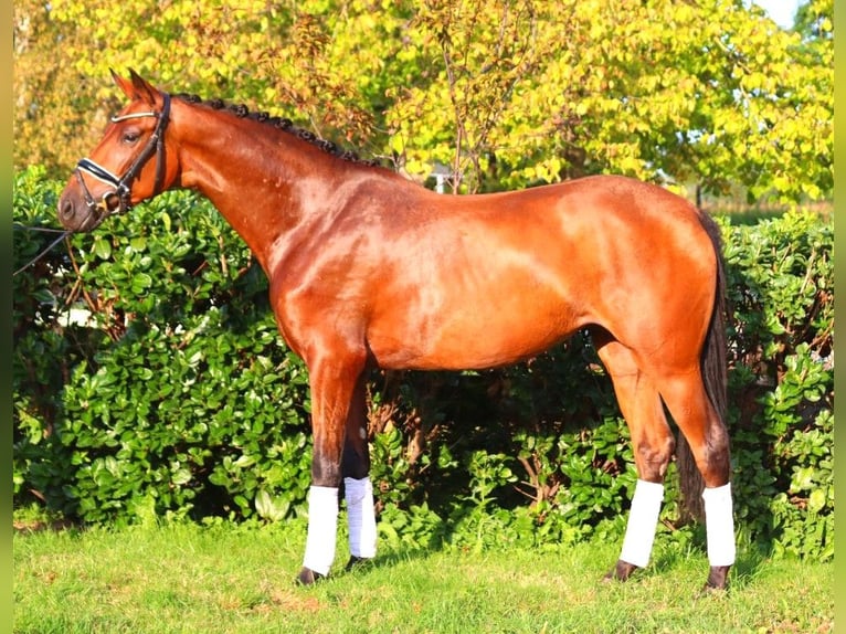 Hanoverian Mare 3 years 15,3 hh Brown in Selsingen