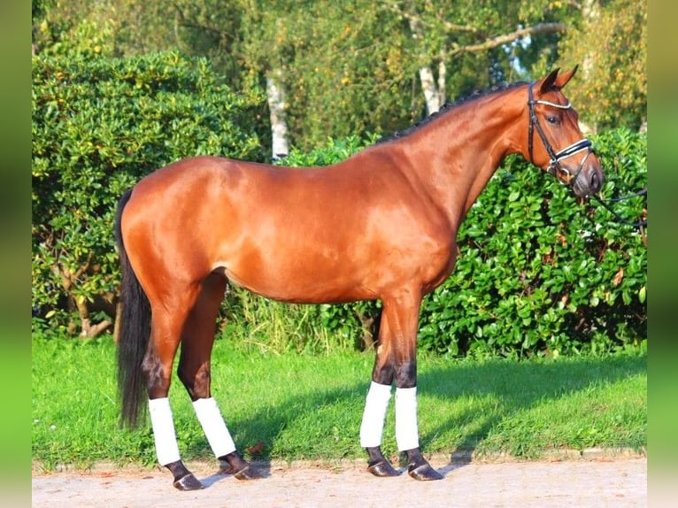 Hanoverian Mare 3 years 15,3 hh Brown in Selsingen