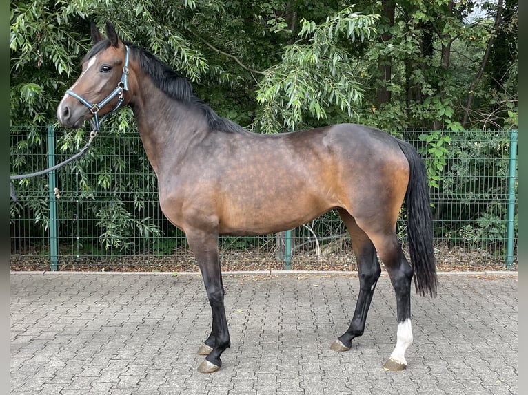 Hanoverian Mare 3 years 15.3 hh Brown in Verl