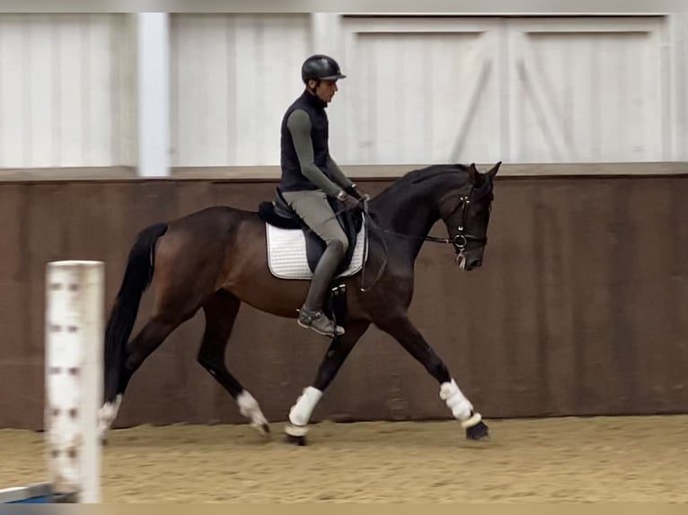 Hanoverian Mare 3 years 15,3 hh Brown in Wilen-Wollerau