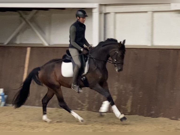 Hanoverian Mare 3 years 15,3 hh Brown in Wilen-Wollerau