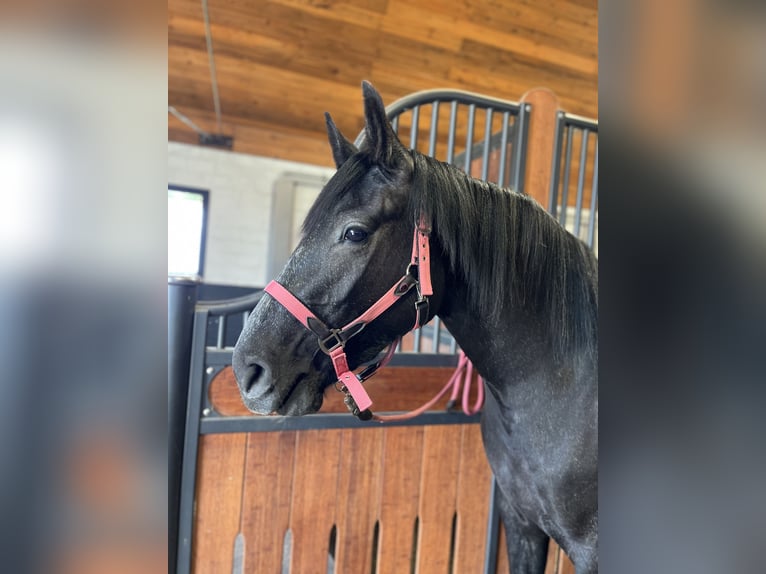 Hanoverian Mare 3 years 15.3 hh Can be white in Ostrhauderfehn
