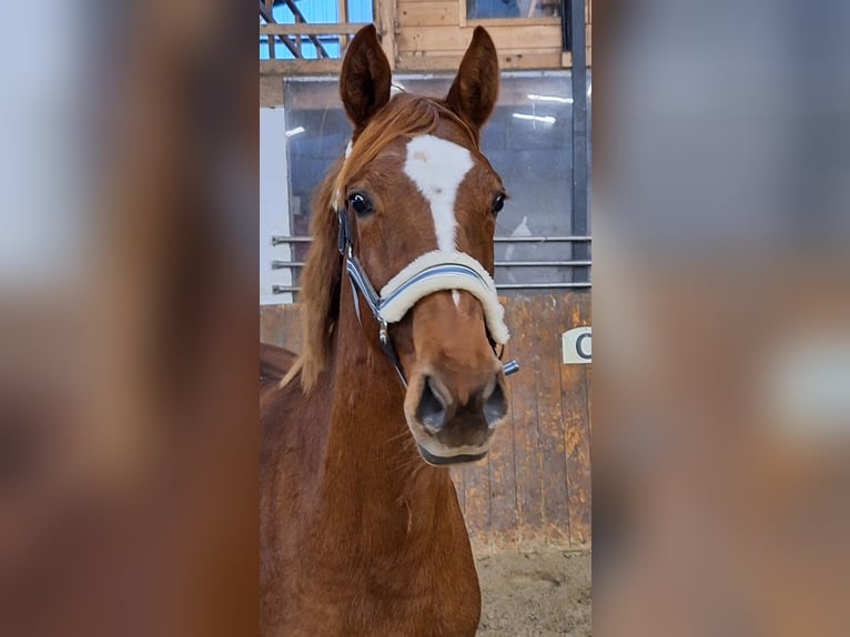 Hanoverian Mare 3 years 15,3 hh Chestnut-Red in Wurster Nordseeküste