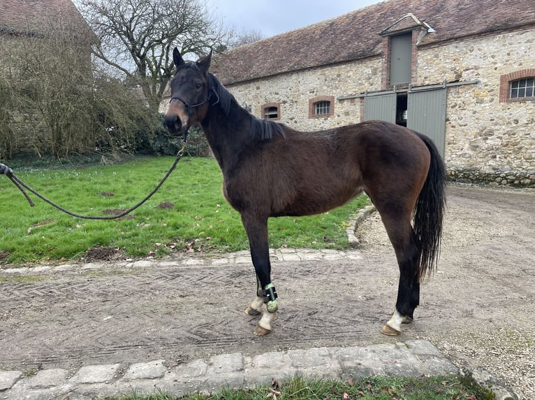 Hanoverian Mare 3 years 15 hh Bay-Dark in Salins