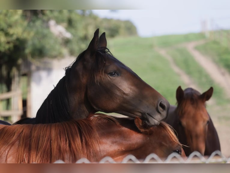 Hanoverian Mare 3 years 15 hh Bay-Dark in Salins