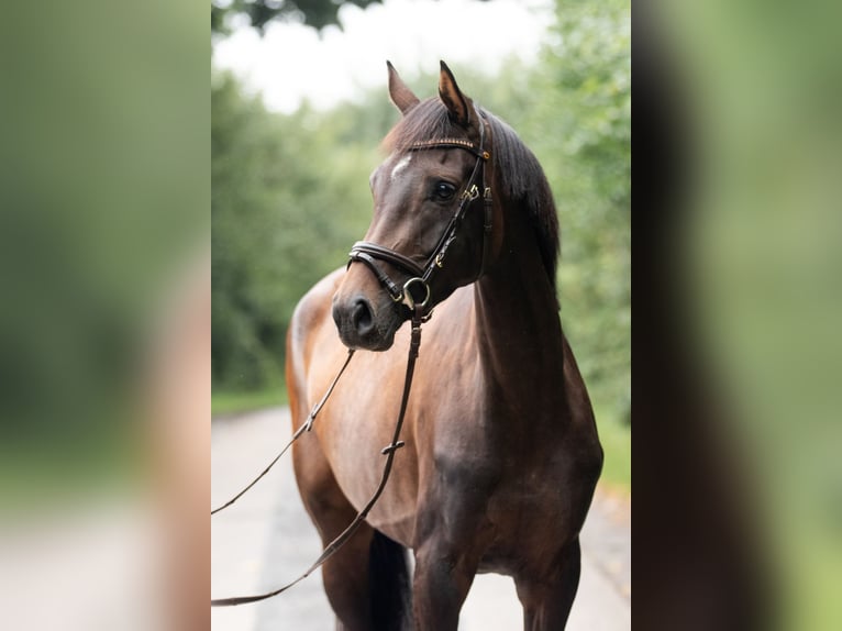 Hanoverian Mare 3 years 15,2 hh Bay-Dark in Grebin