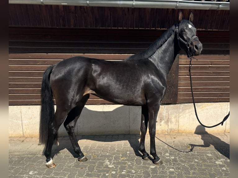 Hanoverian Mare 3 years 15,2 hh Bay-Dark in Einbeck