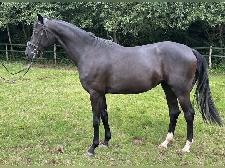 Hanoverian Mare 3 years 15,2 hh Black in D&#xFC;sseldorfD&#xFC;sseldorf