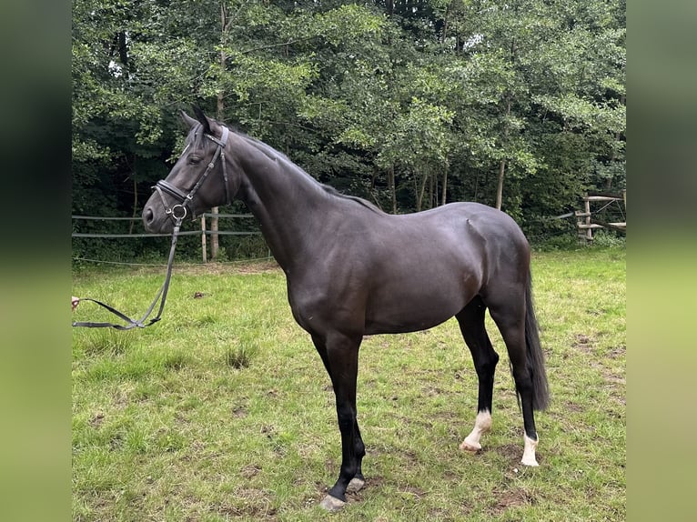 Hanoverian Mare 3 years 15,2 hh Black in D&#xFC;sseldorfD&#xFC;sseldorf