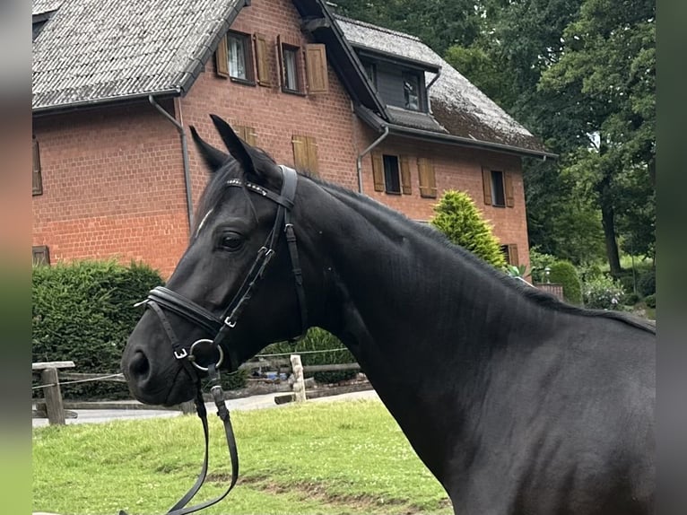 Hanoverian Mare 3 years 15,2 hh Black in D&#xFC;sseldorfD&#xFC;sseldorf
