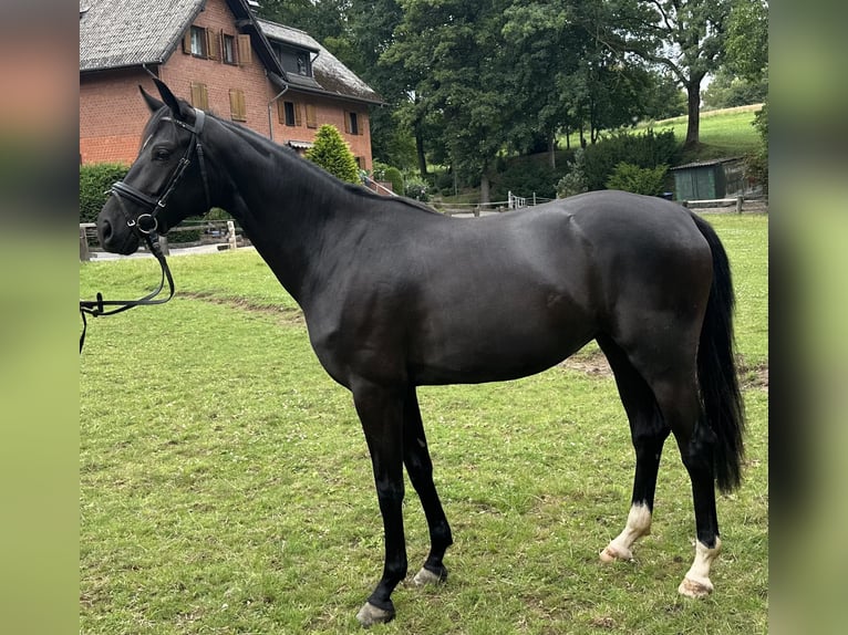 Hanoverian Mare 3 years 15,2 hh Black in D&#xFC;sseldorfD&#xFC;sseldorf