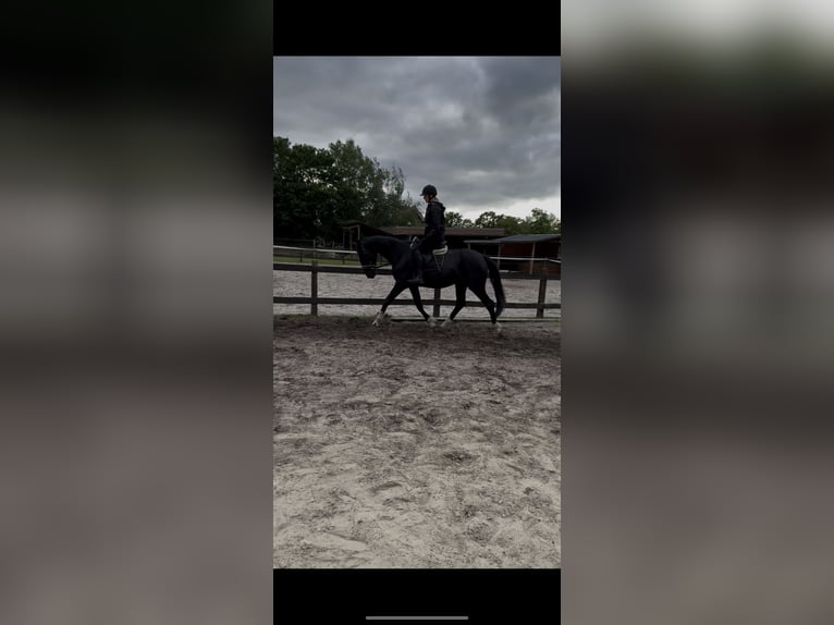 Hanoverian Mare 3 years 15,2 hh Black in Uplengen