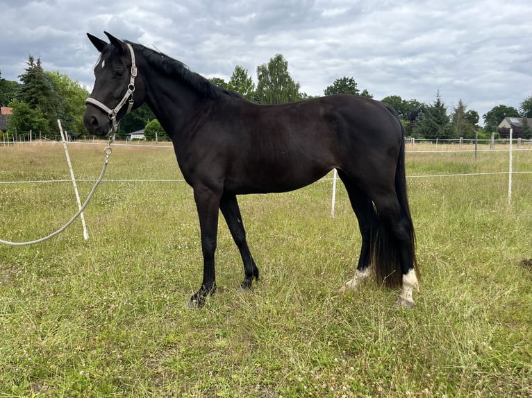 Hanoverian Mare 3 years 15,2 hh Black in L&#xFC;chow