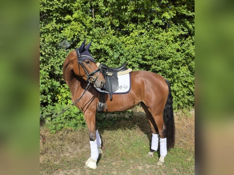 Hanoverian Mare 3 years 15,2 hh Brown in Neustadt