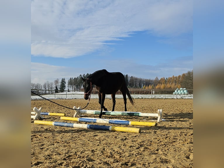 Hanoverian Mare 3 years 15,2 hh Brown in Oelsnitz