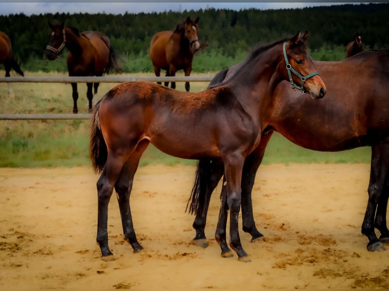 Hanoverian Mare 3 years 15,2 hh Brown in Oelsnitz