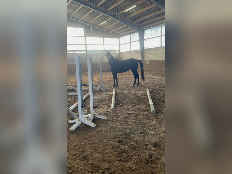 Hanoverian Mare 3 years 15,2 hh Can be white in Gnarrenburg