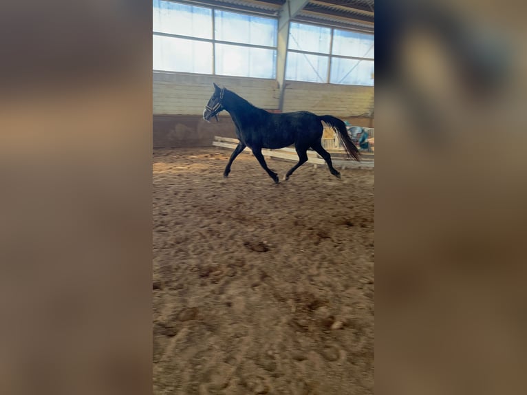 Hanoverian Mare 3 years 15,2 hh Can be white in Gnarrenburg