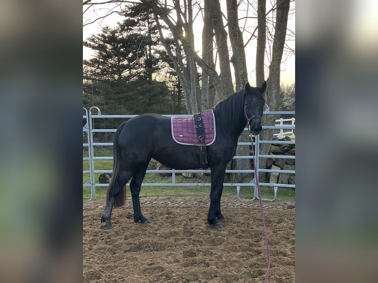 Hanoverian Mare 3 years 15,2 hh Can be white in Ostrhauderfehn