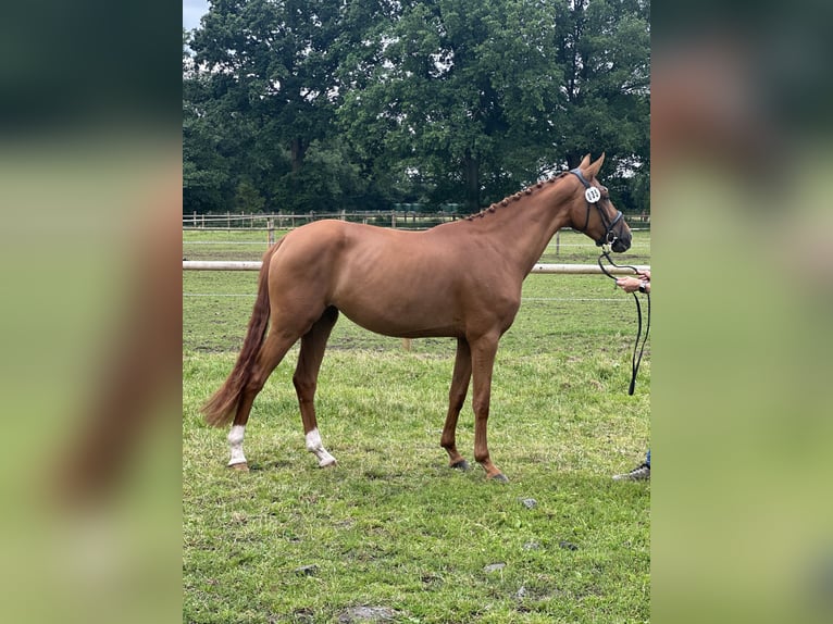 Hanoverian Mare 3 years 15,2 hh Chestnut-Red in K&#xF6;lln Reisiek