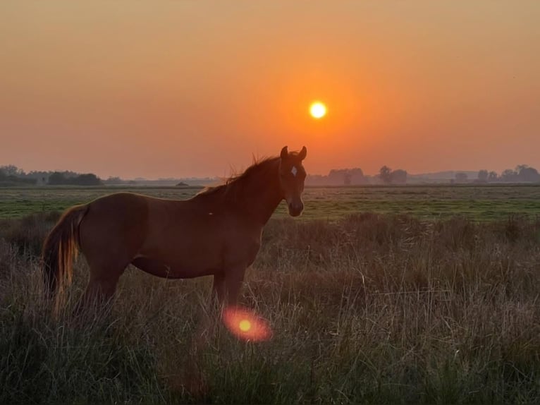 Hanoverian Mare 3 years 15,2 hh Chestnut-Red in Lilienthal