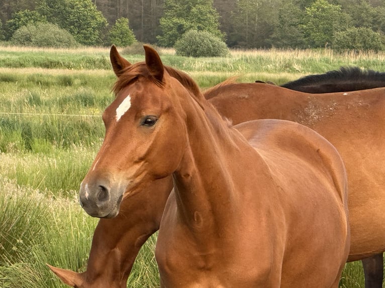 Hanoverian Mare 3 years 15,2 hh Chestnut-Red in Lilienthal
