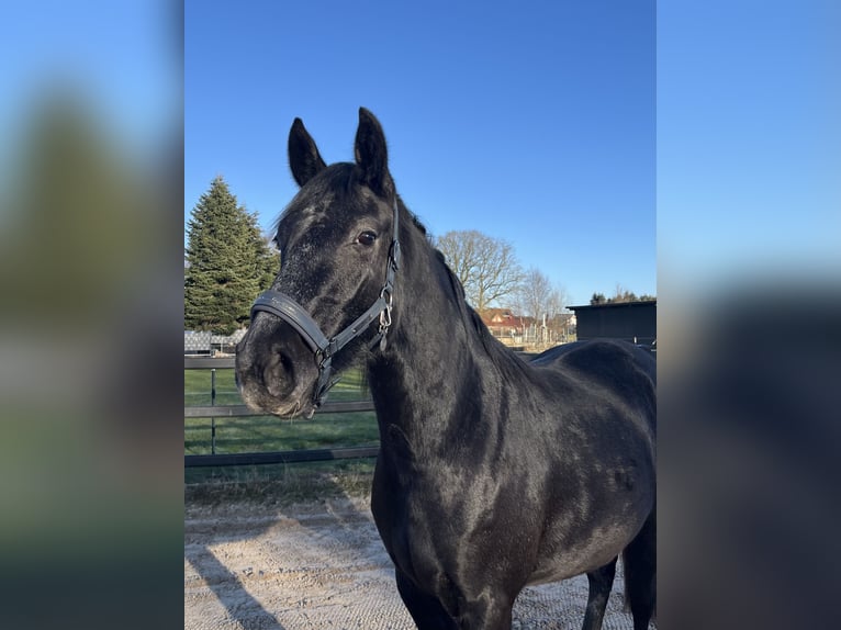 Hanoverian Mare 3 years 15,2 hh Grey-Dapple in Ostrhauderfehn