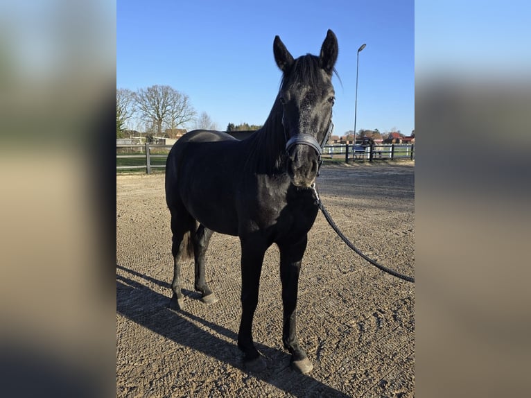 Hanoverian Mare 3 years 15,2 hh Grey-Dapple in Ostrhauderfehn