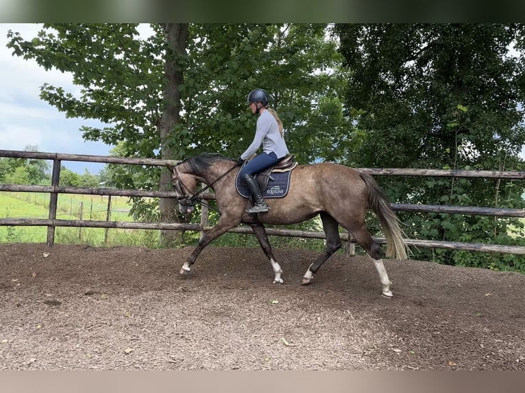 Hanoverian Mare 3 years 15,2 hh Grey in Buxtehude