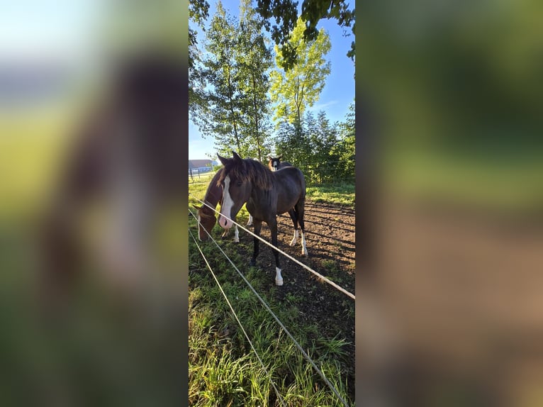 Hanoverian Mare 3 years 15,2 hh Smoky-Black in Bad Homburg vor der Höhe